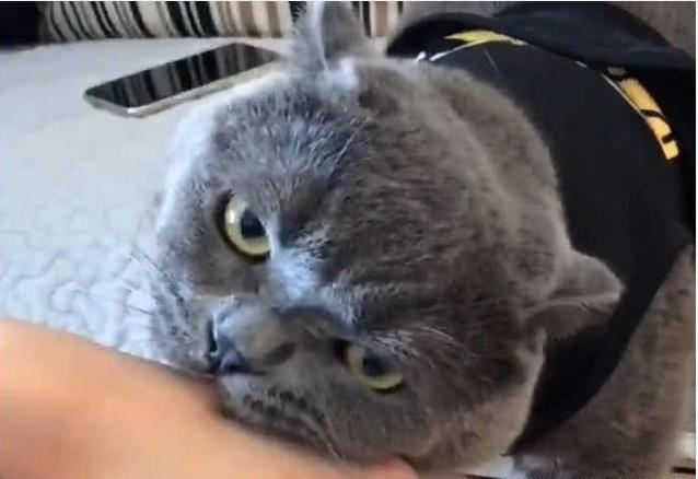 蓝猫为求主人买罐头各种撒娇卖萌, 买回来后却翻脸不认人