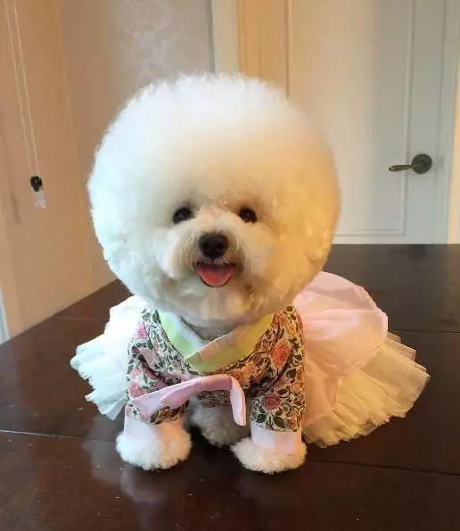 头大腿短傻傻的, 但比熊是真的萌