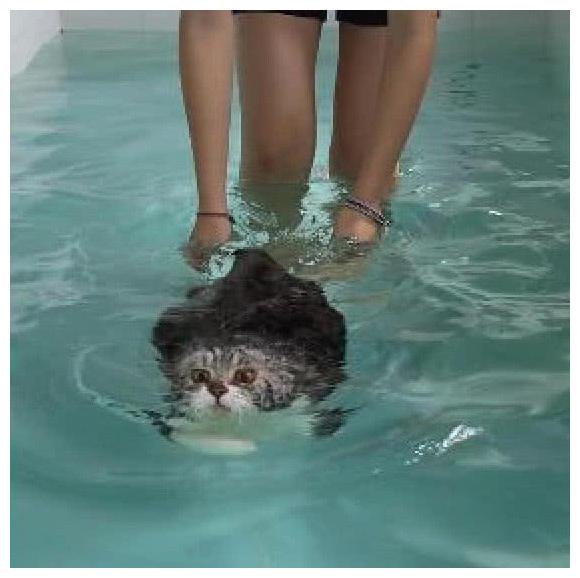 猫咪体重过分了, 主人带它游泳健身, 它眼神像预示: 开除主人