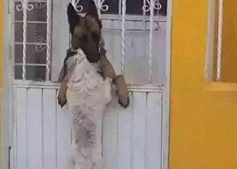 流浪狗被收养后, 流浪时的同伴狗狗赶来祝贺, 场景好温馨