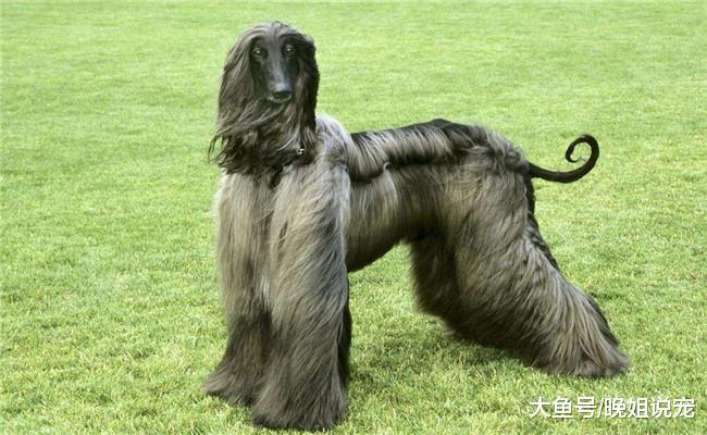 国内没人养阿富汗猎犬有五个原因, 战斗力强悍, 还不认主