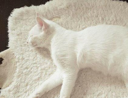 小奶猫赖床不起, 裹紧被子很委屈, 小表情亮了, 主人笑得胃抽筋