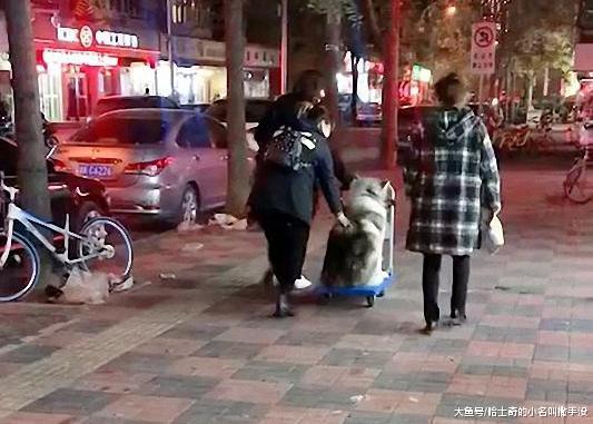 主人舍不得刚洗完澡的阿拉斯加走路, 专车接送, 还有三个保镖