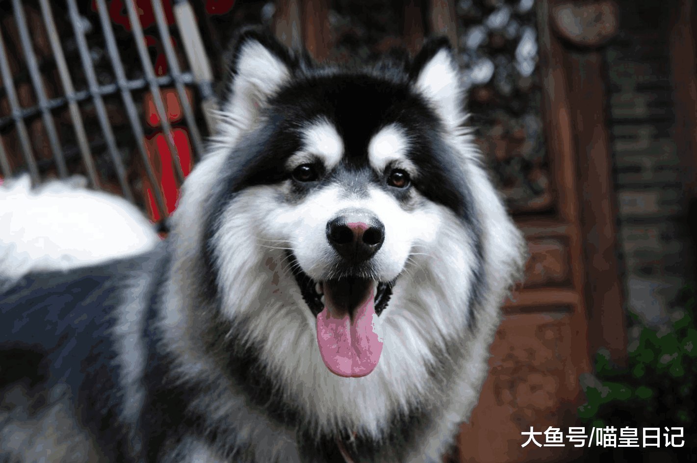 猫养久了之后越来越喜欢温柔的狗狗了, 盘点最温柔的五种狗狗!