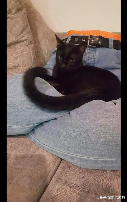 两只猫总喜欢趴在腿上, 于是主人用牛仔裤做了个猫窝, 有点吓人呀