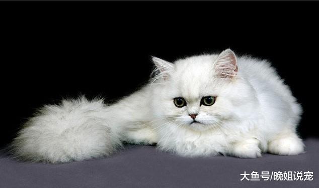最听话的5种猫咪, 狸花猫在内, 第一个一般人买不起