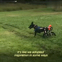 在领养人的帮助下, 后腿残疾的狗狗重新开始奔跑, 爱能治愈一切!