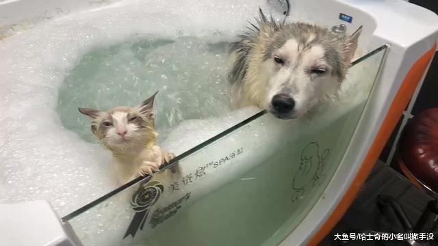 哈士奇和布偶猫一块洗澡! 看着一脸淡定的二哈, 求猫咪的心里阴影