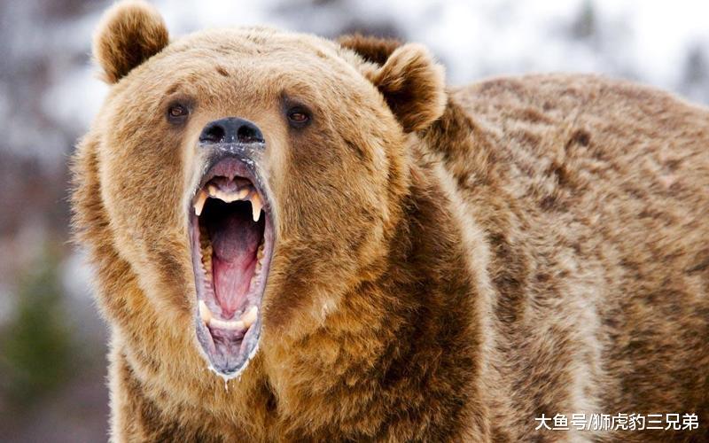 棕熊体型比东北虎还大, 为何有人不信它能够打赢老虎呢?