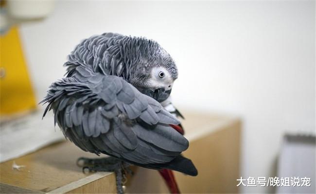 鹦鹉拔自己羽毛有3个原因, 看完涨知识了