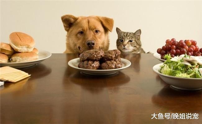 养狗后, 在家里吃东西都不敢正大光明, 就和做贼一样