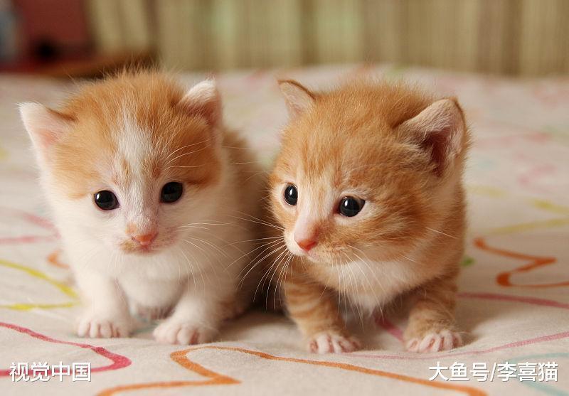 猫咪的性格跟品种之间没有强关联, 只要你肯付出, 它们都是小天使