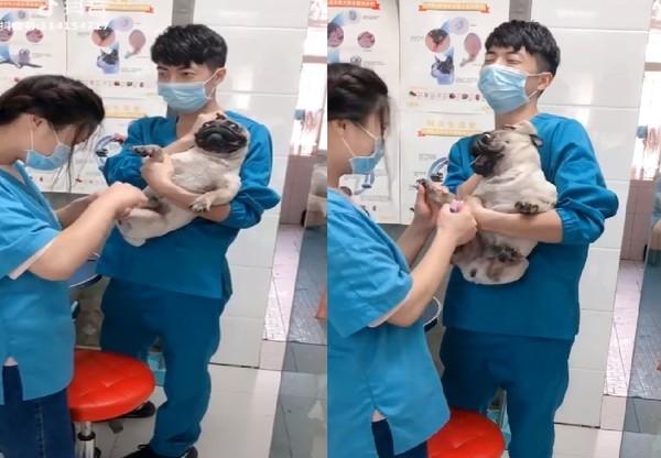 巴哥剪指甲狂哭惨烈叫, 但网友却歪楼: 只看到帅帅的小哥哥