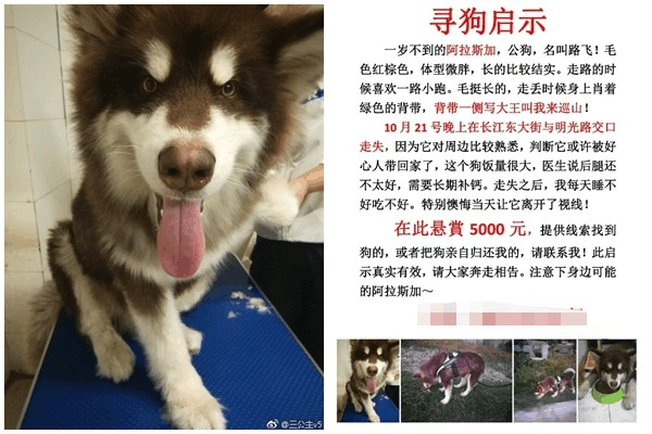 男友不牵绳弄丢雪橇犬, 狗主花5000重金寻狗, 找不到狗男友不要了