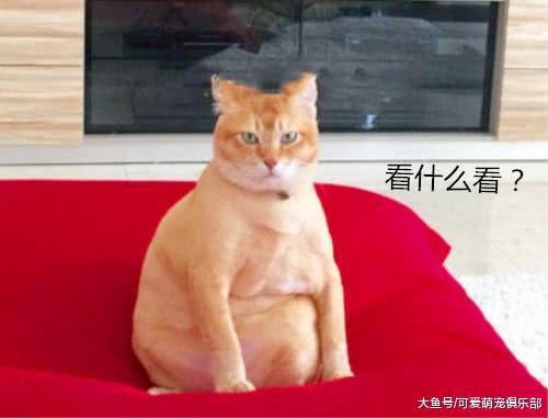 吐槽橘猫一旦吃饱, 姿势就会很奇葩, 却不料晒出的照片让人爆笑!
