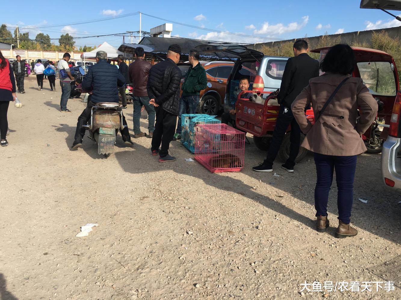 假如你有600元, 在狗市, 可以买到那些宠物狗? 我想买斗牛犬