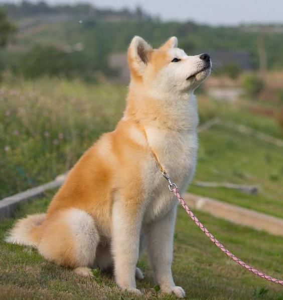 秋田犬价格昂贵的, 5个原因, 难怪都养泰迪犬!