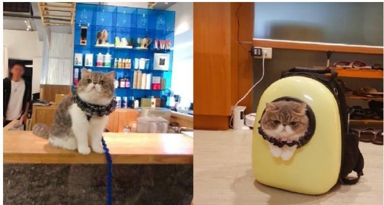 麻烦帮本喵打薄! 喵星人低头眯眯眼剪发, 哀怨脸萌翻猫奴