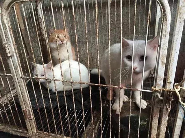 七旬老人为救猫狗, 低头求人, 辛酸救助看哭众人...