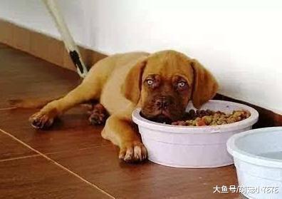 切记! 狗狗一旦出现在这5个表现, 离死亡就不远了!