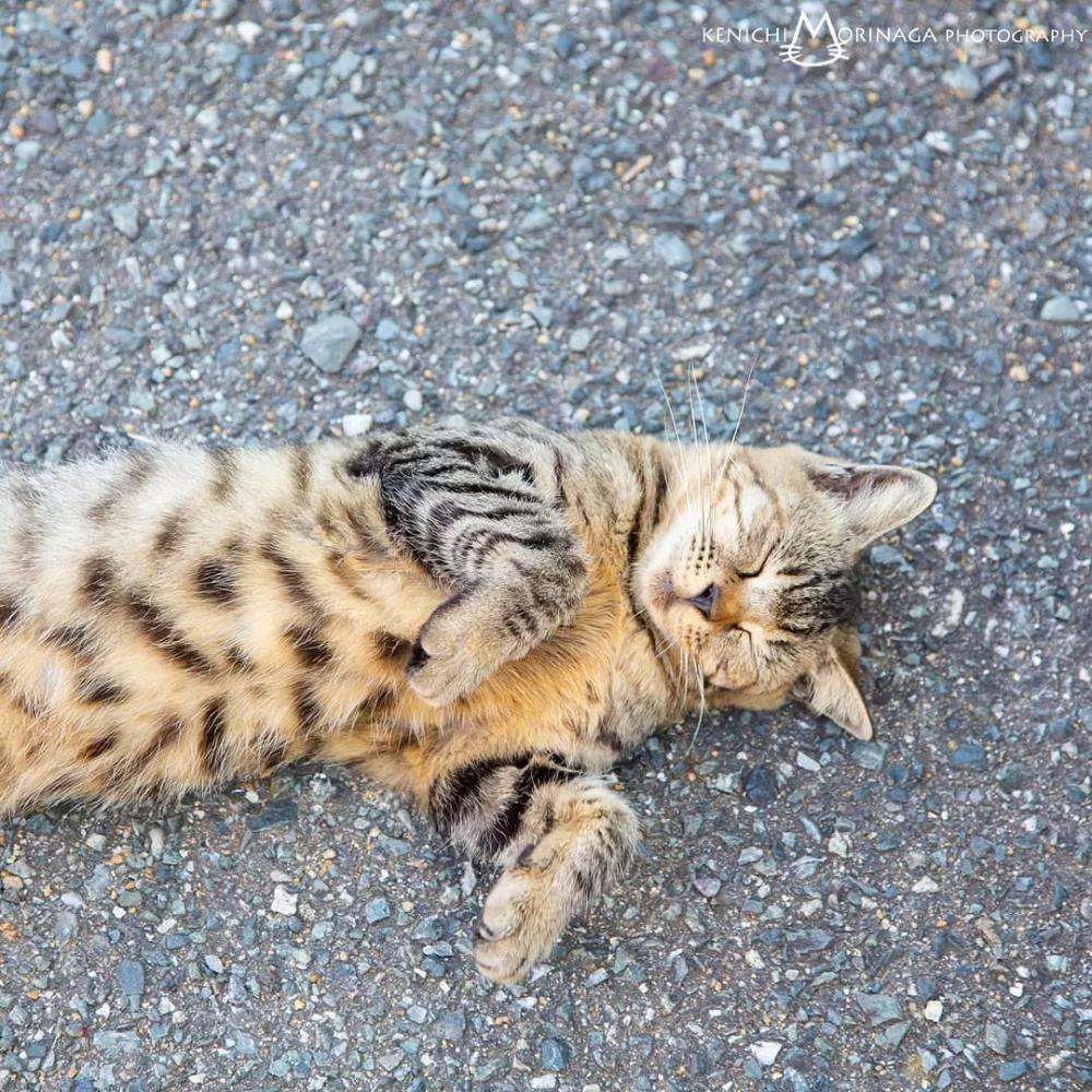 这个摄影师镜头下的流浪猫, 让人看着心里暖暖的
