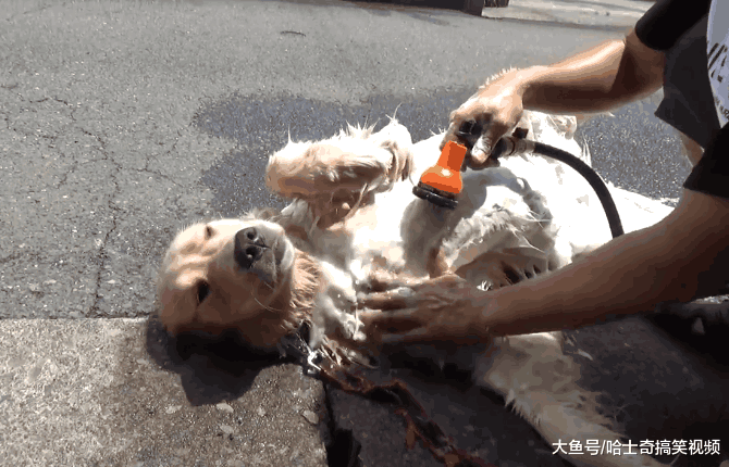 小哥在路边给金毛洗澡, 结果走红网络, 网友: 像在杀鸭子