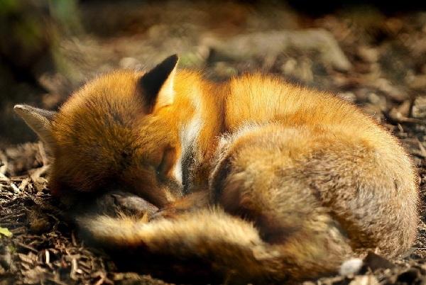 外国人都喜欢养什么宠物, 外国人的宠物绝对让你意想不到