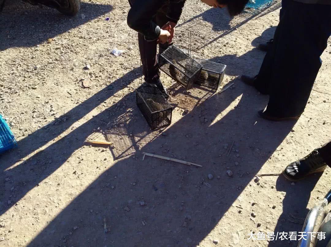 狗市: 商贩卖野松鼠只要100元一只, 引人们围观购买!