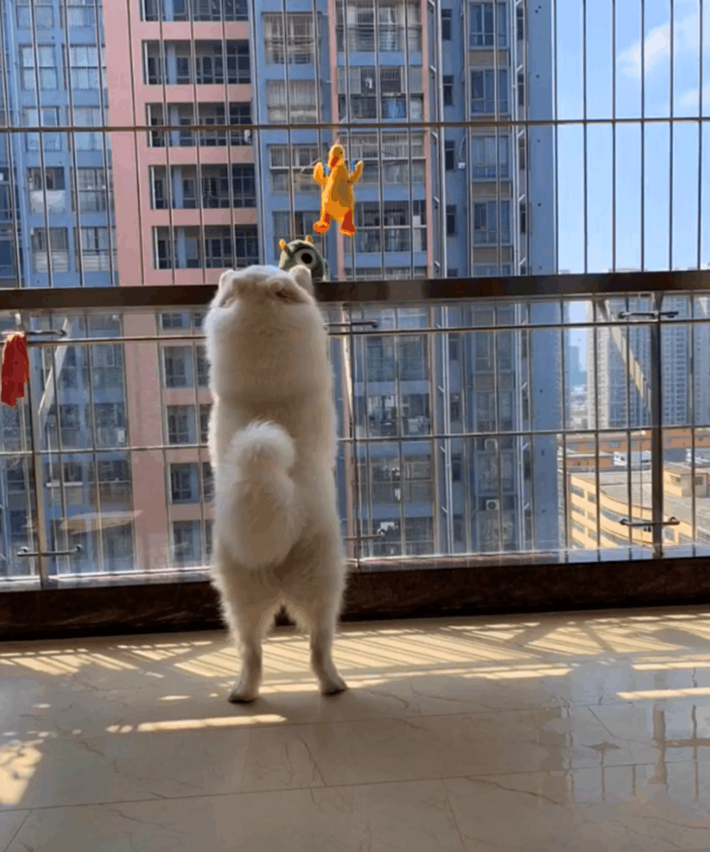 主人清洗小黄鸭, 狗子蹲在阳台等一天, 狗: 快下来和我玩……