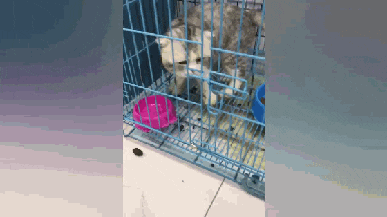 猫咪被关铁笼, 狗子在外面睡觉, 猫被放出来后做出的举动亮了……
