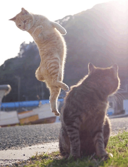 当猫咪翩翩起舞的时候, “武林高手”风范显露无疑!