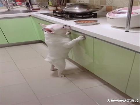 法斗为了吃灶台上的狗粮, 舌头都不听使唤了, 狗: 腿到用时方恨短