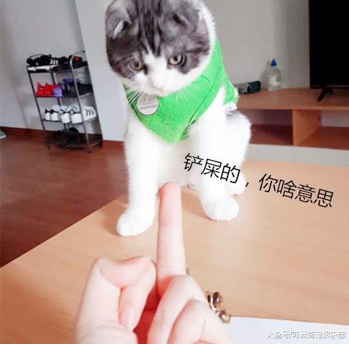 猫咪干扰铲屎官学习, 却在下一秒看到铲屎官的举动后, 瞬间抓狂!