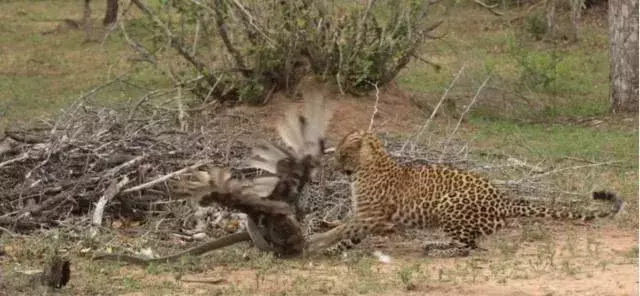 实拍老鹰与黑曼巴蛇混战, 结果却被花豹母子渔翁得利!