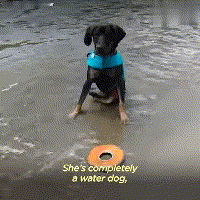 在领养人的帮助下, 后腿残疾的狗狗重新开始奔跑, 爱能治愈一切!