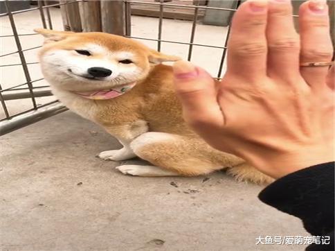 主人假装要打狗狗, 当姐姐的柴犬赶紧过来阻止, 网友: 有姐姐真好