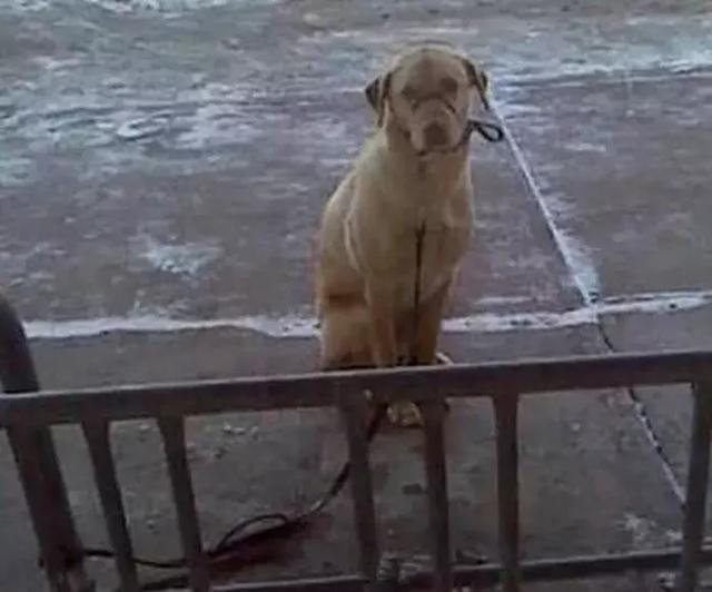 狗狗被滞留在寒冬室外, 冷到浑身发抖, 路过流浪汉拥抱为它保暖!