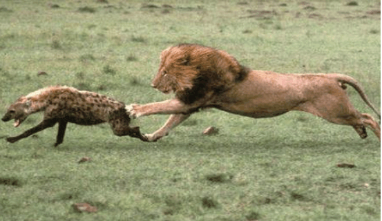 鬣狗落单被狮子攻击, 狮子捕获鬣狗后, 却将其丢在一边离去