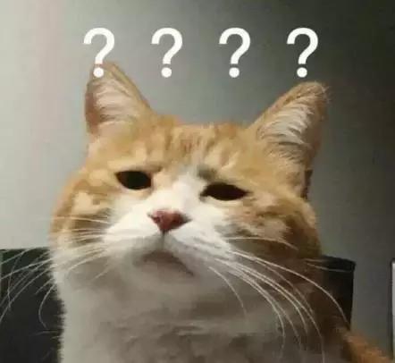 你以为猫咪在看你? 其实它20米开外人畜不分。