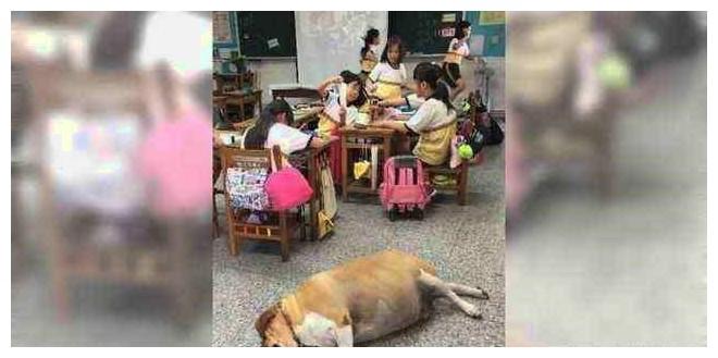 流浪狗没有被学校驱赶, 反倒被同学照顾起来, 只是有点过头了