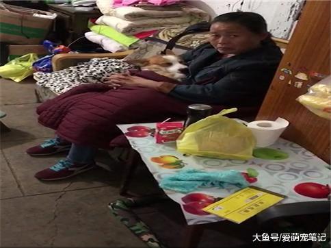 当初极力反对我养狗的妈妈, 喂养狗子三个月后, 柯基不是我的了!