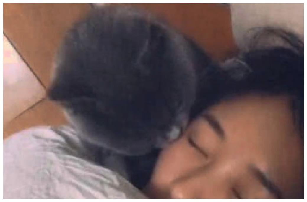 蓝猫偷偷亲吻女主人, 亲完之后还耍帅, 网友: 萌化老娘小心心