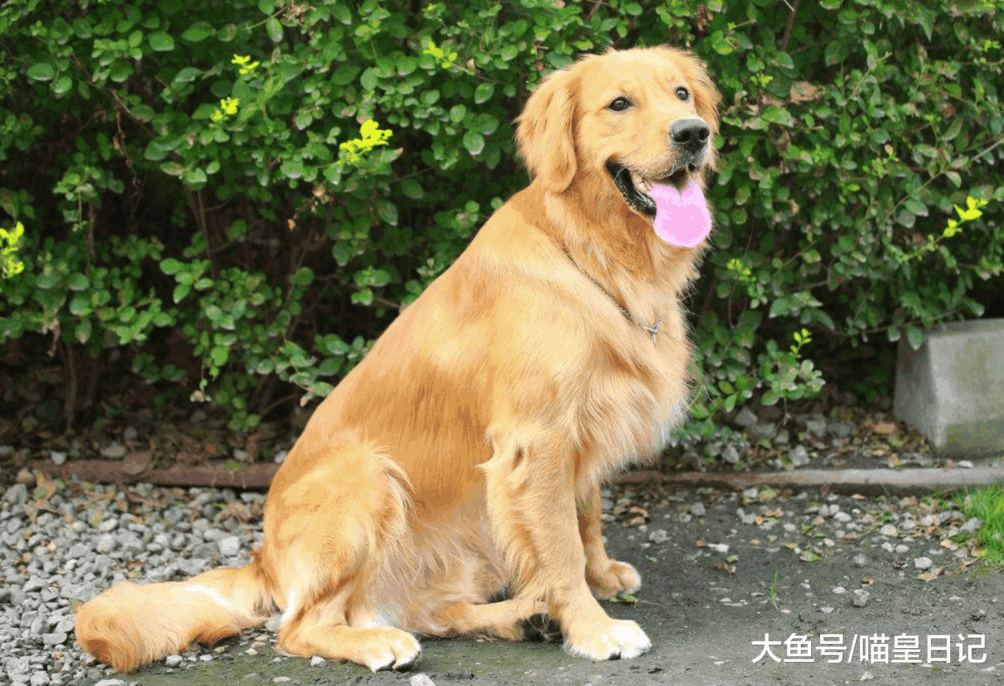 为什么那么多人爱养大型犬? 主人: 喜欢还需要其他理由吗!