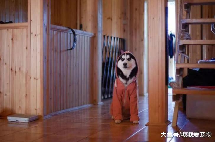 原来二哈也可以“文质彬彬”的吗? 网友: 怎么办, 我还是笑喷了!