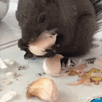 给家里两只母狗吃鸡腿, 给公狗吃馒头, 主人说这叫穷养儿子富养女