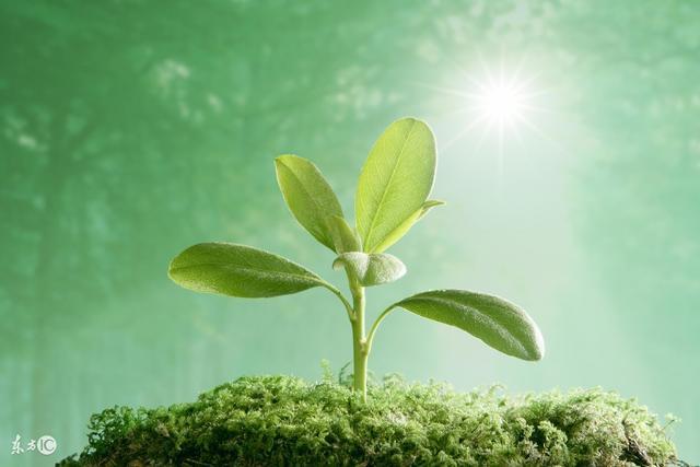 坚持绿色发展, 才能守护软瓷品牌的市场