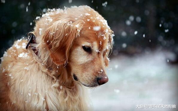 主人的这5种做法, 会让你家金毛犬很伤心、很失望!