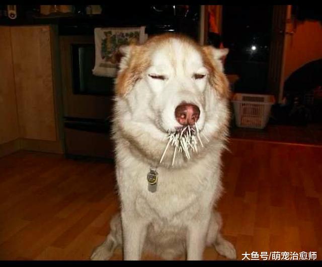哈士奇去招惹豪猪, 结果被扎了一嘴的刺, 隔着屏幕都感受到了疼!