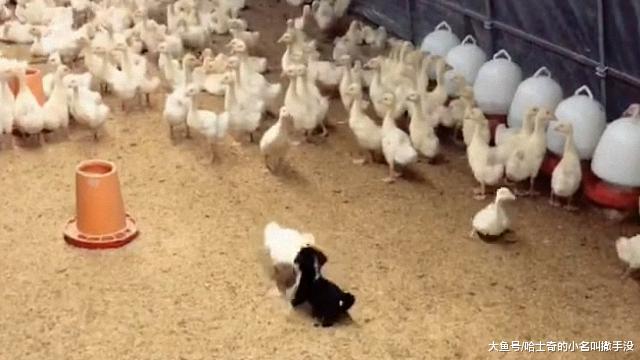 别看狗狗个头小, 在这个地方可是横着走的主, 一天要单挑几十场呀