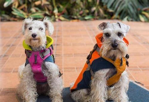 养狗, 劝你不要养“雪纳瑞”, 原因有5个!